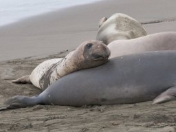 2008Elephant-Seals-28